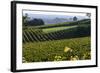 Vineyard, Chinon, Indre Et Loire, Centre, France, Europe-Nathalie Cuvelier-Framed Photographic Print