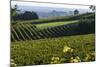 Vineyard, Chinon, Indre Et Loire, Centre, France, Europe-Nathalie Cuvelier-Mounted Photographic Print
