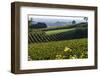 Vineyard, Chinon, Indre Et Loire, Centre, France, Europe-Nathalie Cuvelier-Framed Photographic Print