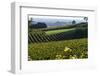 Vineyard, Chinon, Indre Et Loire, Centre, France, Europe-Nathalie Cuvelier-Framed Photographic Print