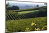 Vineyard, Chinon, Indre Et Loire, Centre, France, Europe-Nathalie Cuvelier-Mounted Photographic Print