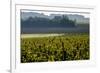 Vineyard, Chinon, Indre et Loire, France, Europe-Nathalie Cuvelier-Framed Photographic Print