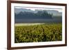 Vineyard, Chinon, Indre et Loire, France, Europe-Nathalie Cuvelier-Framed Photographic Print