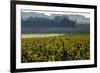 Vineyard, Chinon, Indre et Loire, France, Europe-Nathalie Cuvelier-Framed Photographic Print