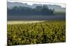 Vineyard, Chinon, Indre et Loire, France, Europe-Nathalie Cuvelier-Mounted Photographic Print