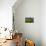 Vineyard, Chinon, Indre et Loire, France, Europe-Nathalie Cuvelier-Photographic Print displayed on a wall