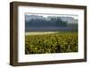 Vineyard, Chinon, Indre et Loire, France, Europe-Nathalie Cuvelier-Framed Photographic Print