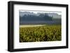 Vineyard, Chinon, Indre et Loire, France, Europe-Nathalie Cuvelier-Framed Photographic Print