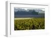 Vineyard, Chinon, Indre et Loire, France, Europe-Nathalie Cuvelier-Framed Photographic Print