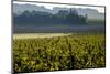 Vineyard, Chinon, Indre et Loire, France, Europe-Nathalie Cuvelier-Mounted Photographic Print
