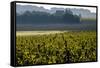 Vineyard, Chinon, Indre et Loire, France, Europe-Nathalie Cuvelier-Framed Stretched Canvas