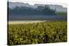 Vineyard, Chinon, Indre et Loire, France, Europe-Nathalie Cuvelier-Stretched Canvas