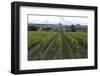 Vineyard, Chinon, Indre-Et-Loire, Touraine, France, Europe-Rob Cousins-Framed Photographic Print