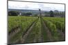 Vineyard, Chinon, Indre-Et-Loire, Touraine, France, Europe-Rob Cousins-Mounted Photographic Print