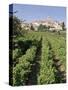 Vineyard, Cote Du Rhone, Sablet, Vaucluse, Provence, France-John Miller-Stretched Canvas