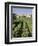 Vineyard, Cote Du Rhone, Sablet, Vaucluse, Provence, France-John Miller-Framed Photographic Print