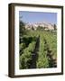 Vineyard, Cote Du Rhone, Sablet, Vaucluse, Provence, France-John Miller-Framed Photographic Print