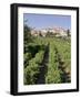 Vineyard, Cote Du Rhone, Sablet, Vaucluse, Provence, France-John Miller-Framed Photographic Print