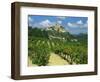 Vineyard, Entrechaux, Vaucluse, France-Duncan Maxwell-Framed Photographic Print