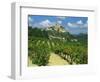 Vineyard, Entrechaux, Vaucluse, France-Duncan Maxwell-Framed Photographic Print