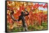 Vineyard Fall Colors-Lantern Press-Framed Stretched Canvas