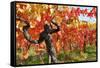 Vineyard Fall Colors-Lantern Press-Framed Stretched Canvas