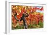 Vineyard Fall Colors-Lantern Press-Framed Art Print