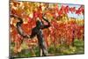 Vineyard Fall Colors-Lantern Press-Mounted Art Print