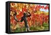 Vineyard Fall Colors-Lantern Press-Framed Stretched Canvas