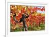 Vineyard Fall Colors-Lantern Press-Framed Art Print