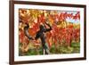 Vineyard Fall Colors-Lantern Press-Framed Art Print