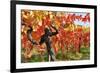 Vineyard Fall Colors-Lantern Press-Framed Art Print