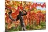 Vineyard Fall Colors-Lantern Press-Mounted Art Print