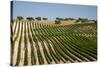 Vineyard Field and Olive Grove in Spain-Julianne Eggers-Stretched Canvas