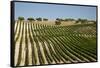 Vineyard Field and Olive Grove in Spain-Julianne Eggers-Framed Stretched Canvas