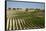 Vineyard Field and Olive Grove in Spain-Julianne Eggers-Framed Stretched Canvas