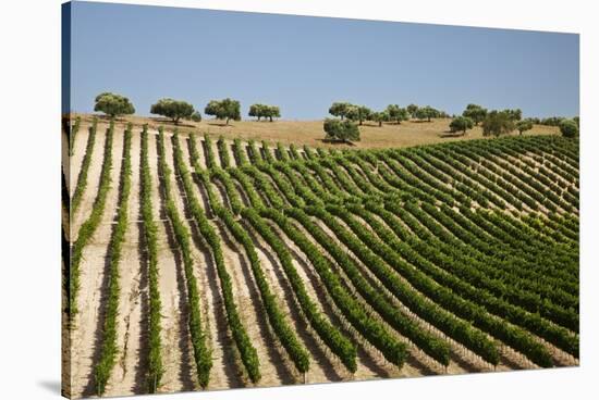 Vineyard Field and Olive Grove in Spain-Julianne Eggers-Stretched Canvas