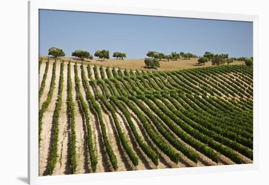 Vineyard Field and Olive Grove in Spain-Julianne Eggers-Framed Photographic Print