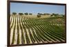 Vineyard Field and Olive Grove in Spain-Julianne Eggers-Framed Photographic Print