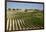 Vineyard Field and Olive Grove in Spain-Julianne Eggers-Framed Photographic Print