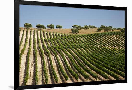 Vineyard Field and Olive Grove in Spain-Julianne Eggers-Framed Photographic Print