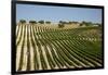 Vineyard Field and Olive Grove in Spain-Julianne Eggers-Framed Photographic Print