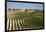 Vineyard Field and Olive Grove in Spain-Julianne Eggers-Framed Photographic Print