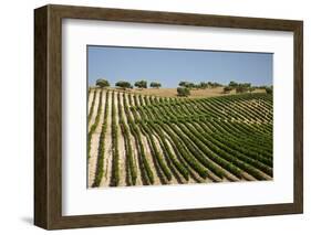 Vineyard Field and Olive Grove in Spain-Julianne Eggers-Framed Photographic Print