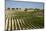 Vineyard Field and Olive Grove in Spain-Julianne Eggers-Mounted Photographic Print