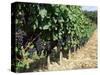 Vineyard, Gaillac, France-Robert Cundy-Stretched Canvas