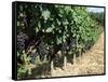 Vineyard, Gaillac, France-Robert Cundy-Framed Stretched Canvas