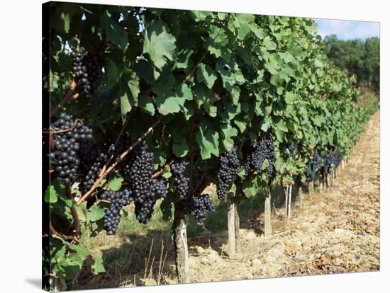 Vineyard, Gaillac, France-Robert Cundy-Stretched Canvas