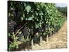 Vineyard, Gaillac, France-Robert Cundy-Stretched Canvas