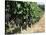 Vineyard, Gaillac, France-Robert Cundy-Stretched Canvas
